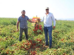 Süper erkenci domates çeşidinin hasadı başladı