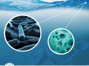 Su ve besinlerle bulaşan hastalıklar