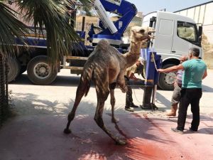 İlk ihracata  deve kurban etti