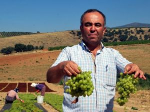 Sultaniye üzümleri kurutulmaya başlandı
