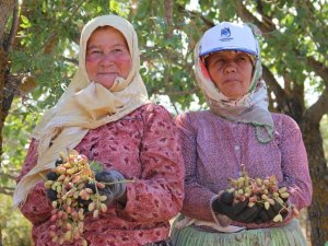 Antep’in fıstığı Manisa’dan