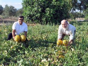 Kırkağaç kavununda ilk hasat yapıldı