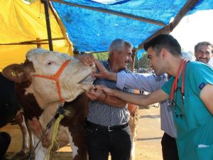 Buca’da kurbanlıklara sıkı denetim