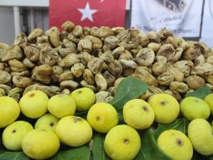 Kuru incir rekolte tahmini açıklandı