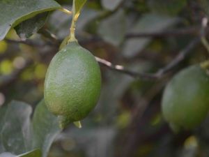 Dalaman’da limon ihalesi