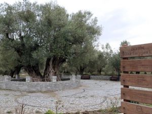 En fazla sofralık zeytin ağacı Manisa’da