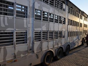 Hayvan nakillerinde 5 yıldızlı konfora ulaşıldı