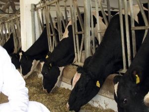“Kurban Bayramı’nda dişi hayvan kesmeyin"