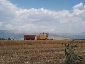 Şaphane’de rekor hububat hasatı