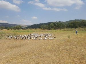 Kütahya’da kaz üreticiliği hızla artıyor