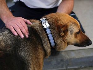 Sokak köpeklerine ’reflektörlü tasma’ takıldı