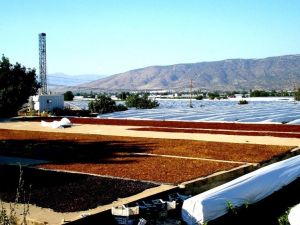 TARİŞ’in kuru üzüm fiyatlarını açıklaması istendi