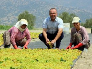 Ziraat Odasından "Üzümünü açığa dökme" uyarısı