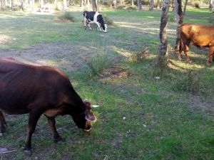 Dinlendirilmeyen etlere dikkat