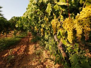 Üzüm bağlarından tenor sesleri yankılanacak