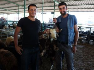 Bayram tatili hayvan satıcılarını vurdu