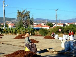 Üzümler çuvala girdi, üretici fiyat bekliyor
