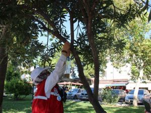 Öğrenciler kuşlar için ağaçlara yemlik astı