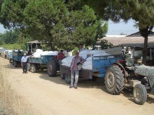 TARİŞ depolarında üzüm kuyruğu