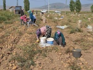 Altıntaş’ta 2 bin 500 ton patates verimi bekleniyor