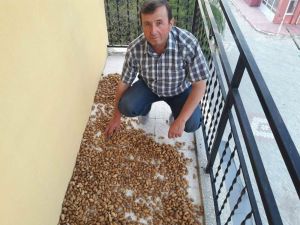 Şaphane’de badem bereketi