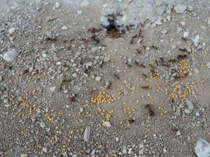 Karıncalar akıllı ve yardımsever çıktı