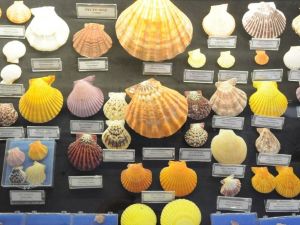 Hasan Güleşçi koleksiyonunu Bodrum Deniz Müzesi’ne bağışladı