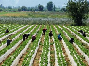 Çilekte sezon hazırlıkları erken başladı