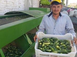 İkinci ürün salatalık yüz güldürüyor