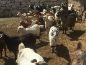 Aslanapalı üreticiye Genç Çiftçi projesinde kapsamında 37 küçükbaş hayvan teslim edildi