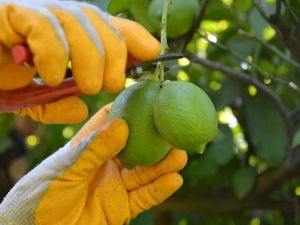 Muğla’da limon hasadı başladı
