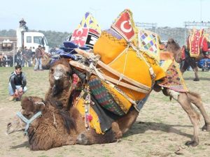 2017-2018 dönemi deve güreşi takvimi belirlendi