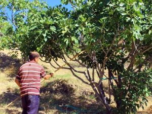 İncirde hasat sezonu sona erdi, altın yılını yaşayan üretici mutlu
