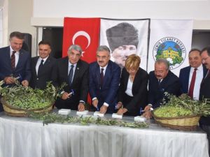 Zeytin ve zeytinyağ sezonu açıldı