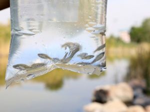 İlaçlama çalışmalarına balık desteği