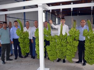 Seydikemer’de yılın il muz hasadı yapıldı