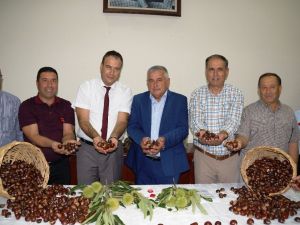Aydın’da sezonun ilk kestanesi borsaya teslim edildi