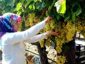 Sarıgöl’de 200 bin ton üzüm örtü altında