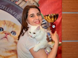 Pursaklar’da hafta sonu Kedi Güzellik Festivali var