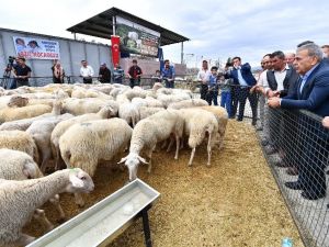 Büyükşehir’in umut sürüsü büyüyor