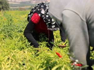 Manisalı biber üreticileri devletten prim bekliyor