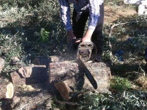 Zeytin fiyatlarına tepkisini ağaçlarını keserek gösterdi