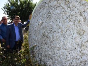 Şehzadeler’de pamuk hasadına başlandı
