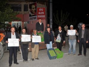 3 ton zeytini bedava dağıttılar