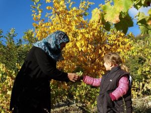 Domaniç’te üzüm hasadı başladı