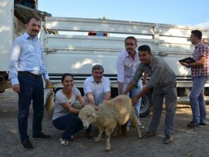 Köyceğiz’de genç çiftçilere hibe desteği
