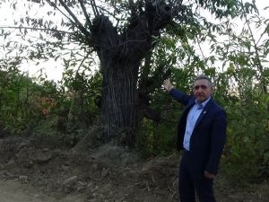 Simavlı kestane üreticileri endişeli