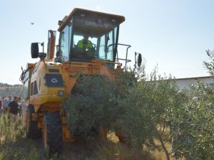 Zeytinde makineli hasat dönemi başladı