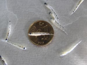 Türk bilim insanları keşfetti: 1 kuruş boyutunda balık