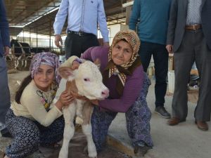 Kula’da ithal gebe düveler üreticilere teslim edildi